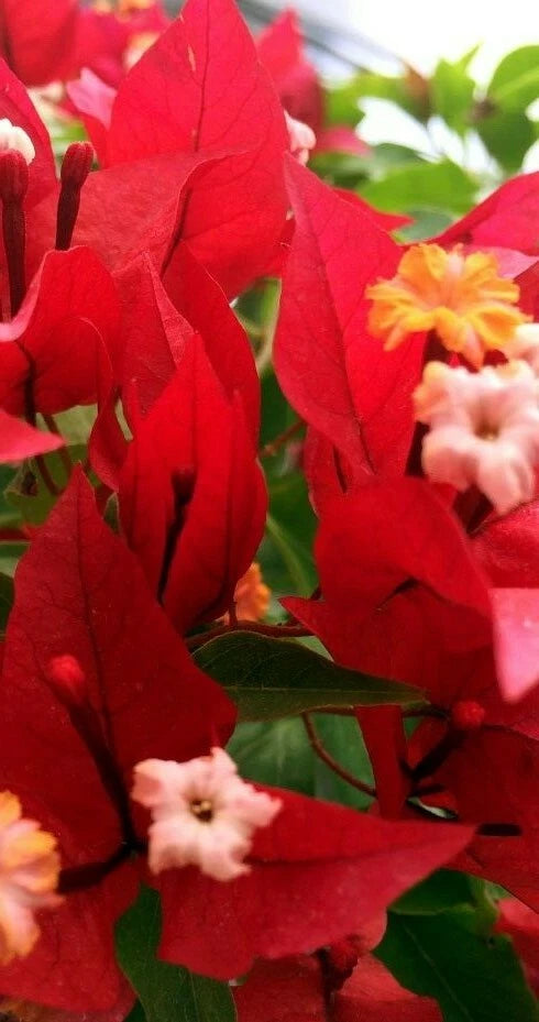 Well Rooted Bougainvillea Starter Plant, Ruby Variety, Bougainvillea spectabilis, Healthy Plug Plant, USA Seller