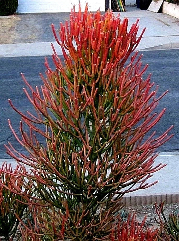Fire Sticks Cuttings 10 Pack, Euphorbia Tirucalli Succulent, Orange Pencil Cactus, Easy to Root and Grow
