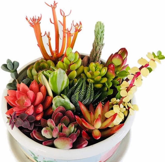 10 Assorted Succulent Cuttings for Dish Gardens, Mini Fairy Gardens - Ideal for Terrariums, DIY Projects, Various Varieties