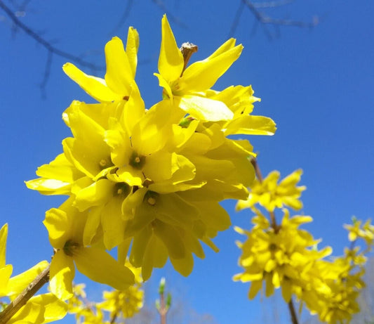 10+5 Forsythia Cuttings, 'Yellow Bell' Ornamental Bush, Organic Privacy Hedge, Forsythia x intermedia