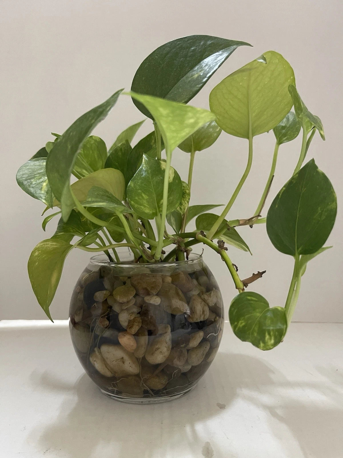 Pothos Cuttings 7-10in Set of 3 - Well Rooted Epipremnum Aureum - Indoor Live Plant for Easy Care, Air Purifying, Child & Pet Safe