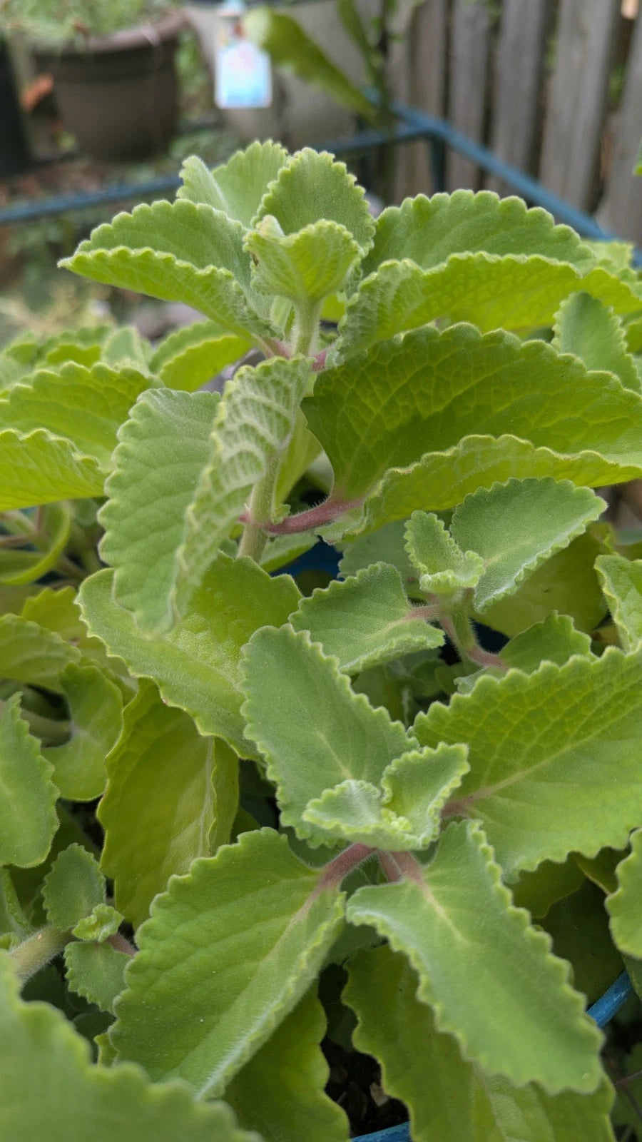 Cuban Oregano Cuttings - 3 Unrooted Edible Herb - Plectranthus Amboinicus Ajwain - Aromatic Culinary Plant