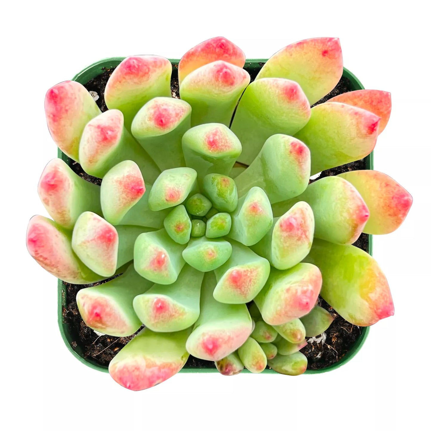 Echeveria Blue Apple Succulent Plant in 2" Pot - Live Fresh Green & Pink x Sedeveria 'Blue Elf' - Child & Pet Safe