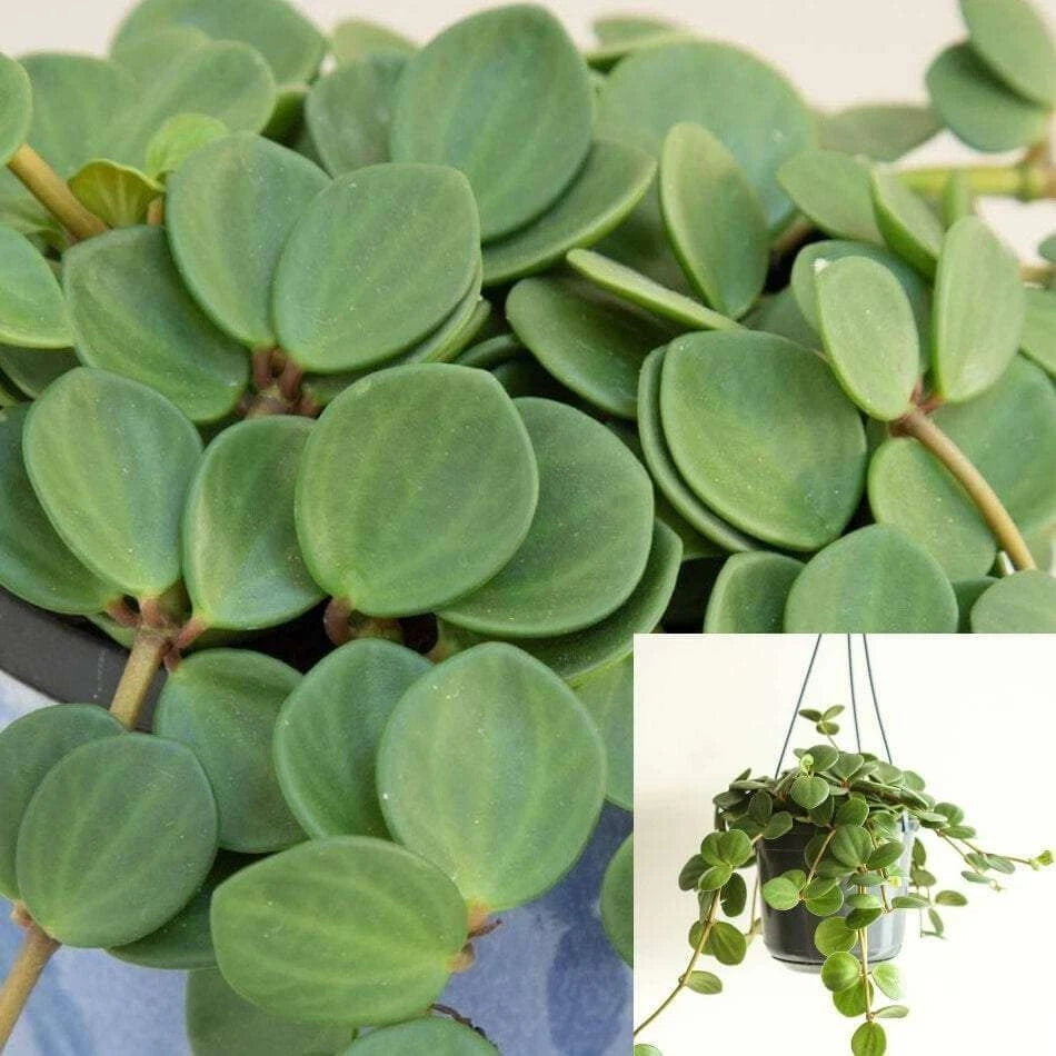 15 Peperomia Hope Cuttings - Succulent Hanging Foliage - 6 Inches Long - Live Plant (Peperomia graveolens)