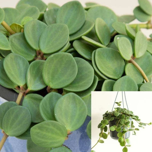 15 Peperomia Hope Cuttings - Succulent Hanging Foliage - 6 Inches Long - Live Plant (Peperomia graveolens)