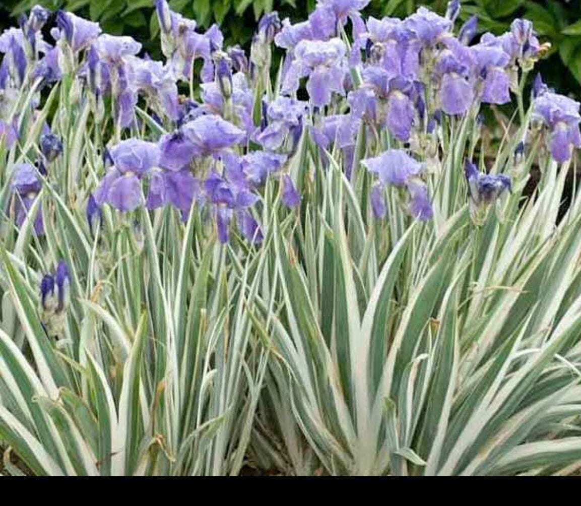 Variegated Iris Plant - Light Purple - 1 Live Bare-root Rhizome - Iris germanica