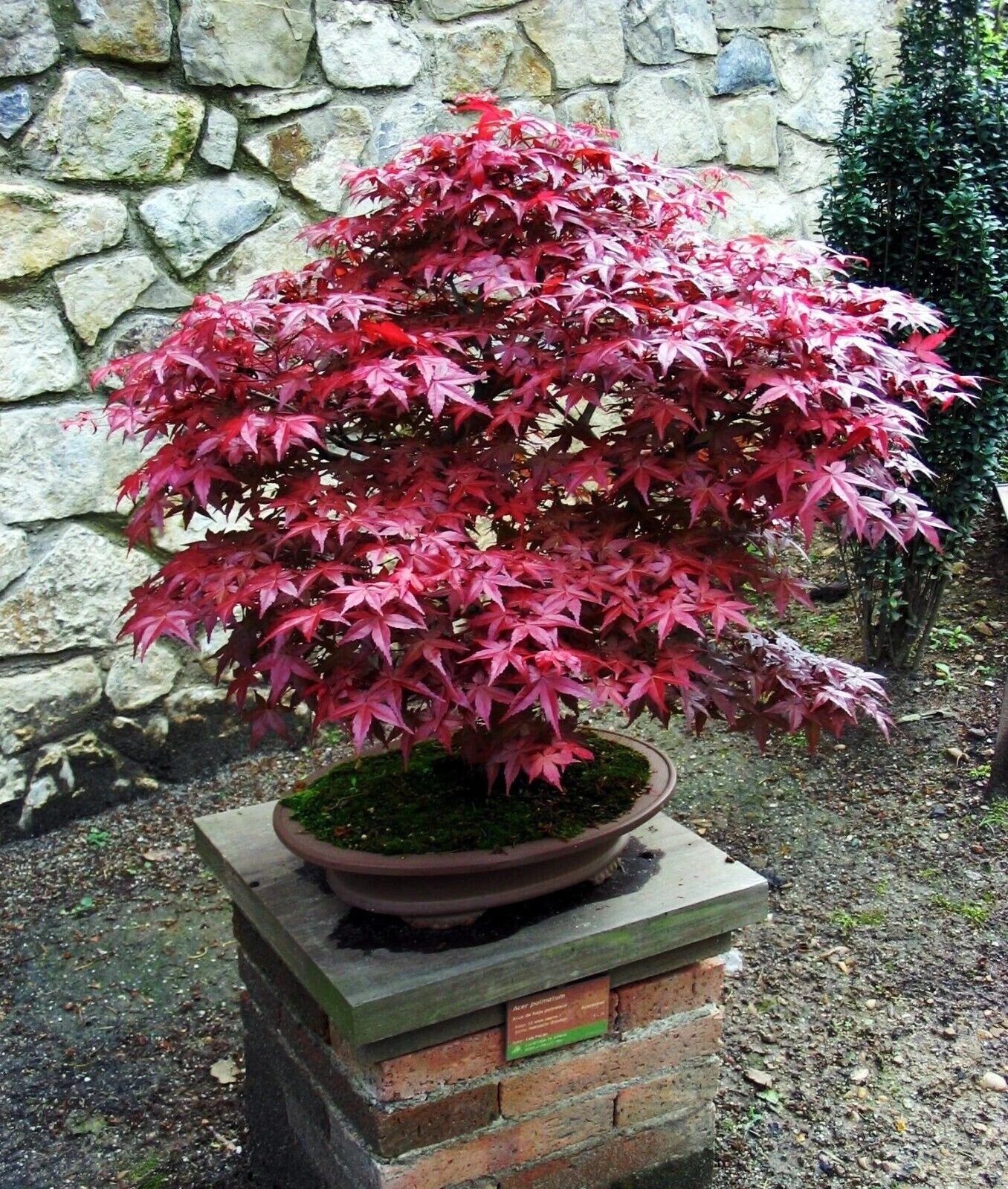 Live Japanese Red/Green Maple Bloodgood Tree 4"+ Tall - Acer palmatum - Well Rooted Semi Bare Rooted Plant