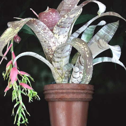 Bromeliad Offset Billbergia 'Bruddah Iz' Hybrid - Tropical Plant by Lisa Vinzant - Bare Root, Hawaiian Variety