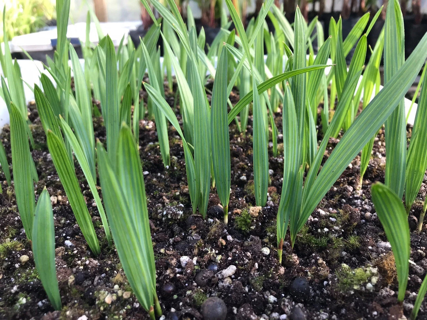 Sabal Minor Palm Seedlings 3-4" Dwarf Palmetto, Sabal Minor - Healthy Bare Root Plants for Zones 7-11