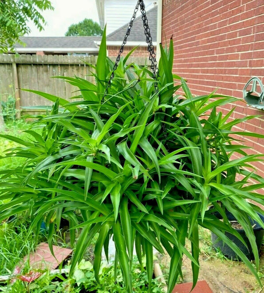 10 Bare Root Spider Plants - All Green Perennial House Plant - Easy Care Indoor/Outdoor - Chlorophytum comosum