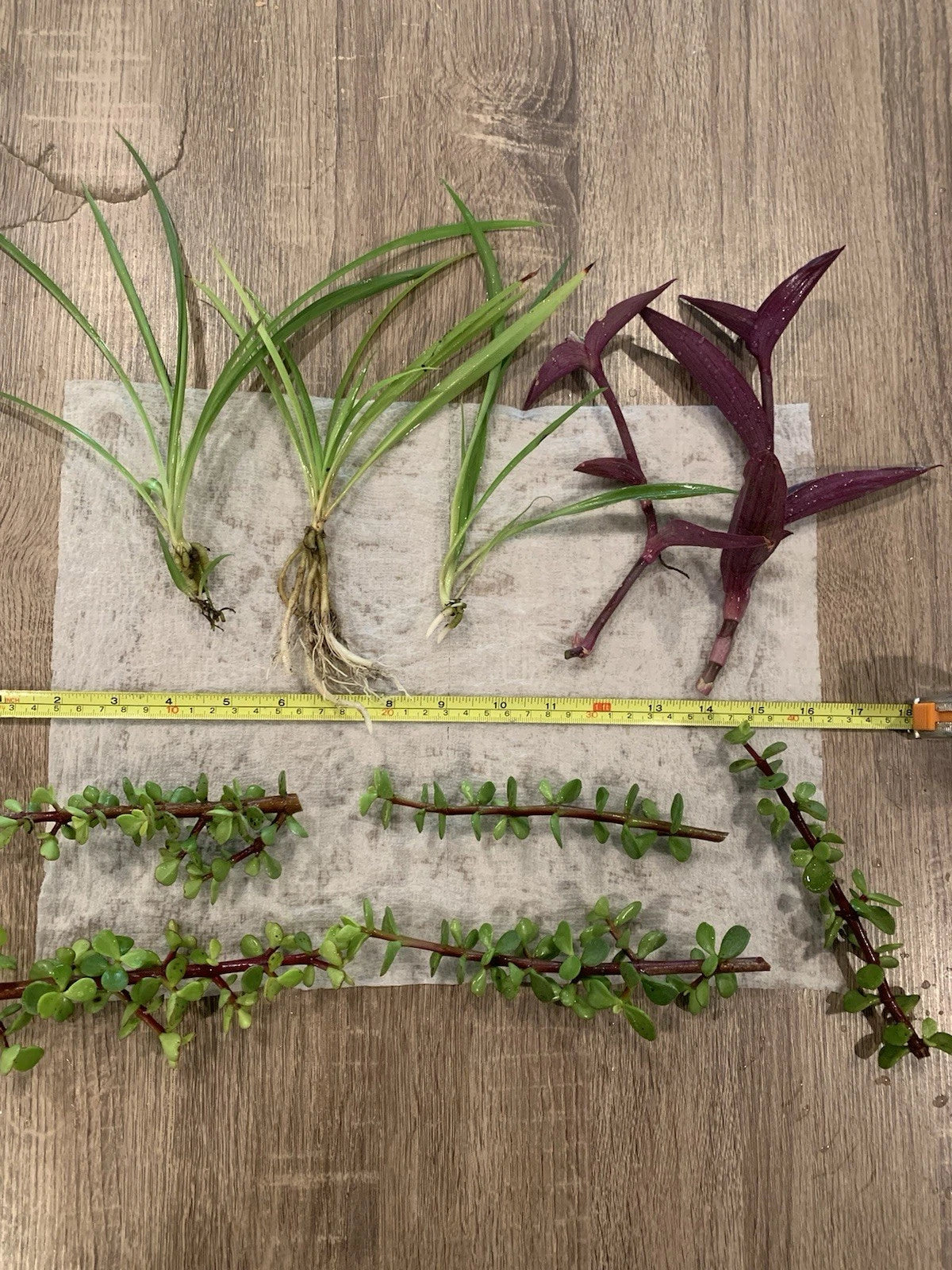 Purple Heart Cuttings Lot - 2 Tradescantia "Purple Heart", 3 Spider Plant Pups, 5 Elephant Bush Cuttings - No Roots
