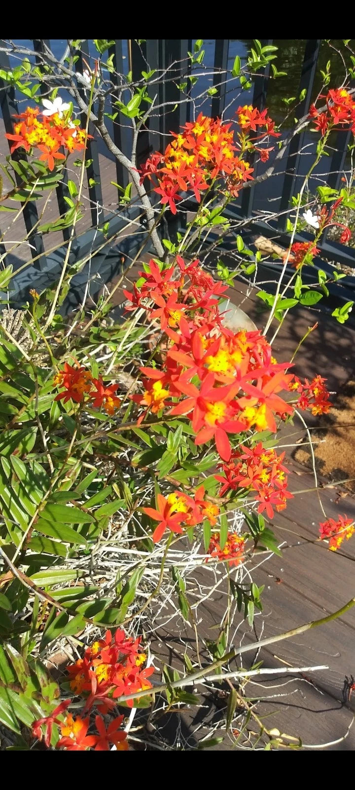 Epidendrum Radicans Fire-Star Cuttings - 3 Orange Flowering Orchid Cuttings - Bare Root Plants