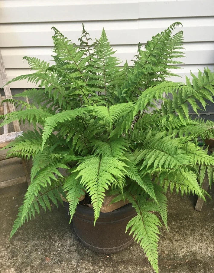 Lady Fern Live Plants - 5 Bare Roots for Garden Outdoors - Athyrium filix-femina