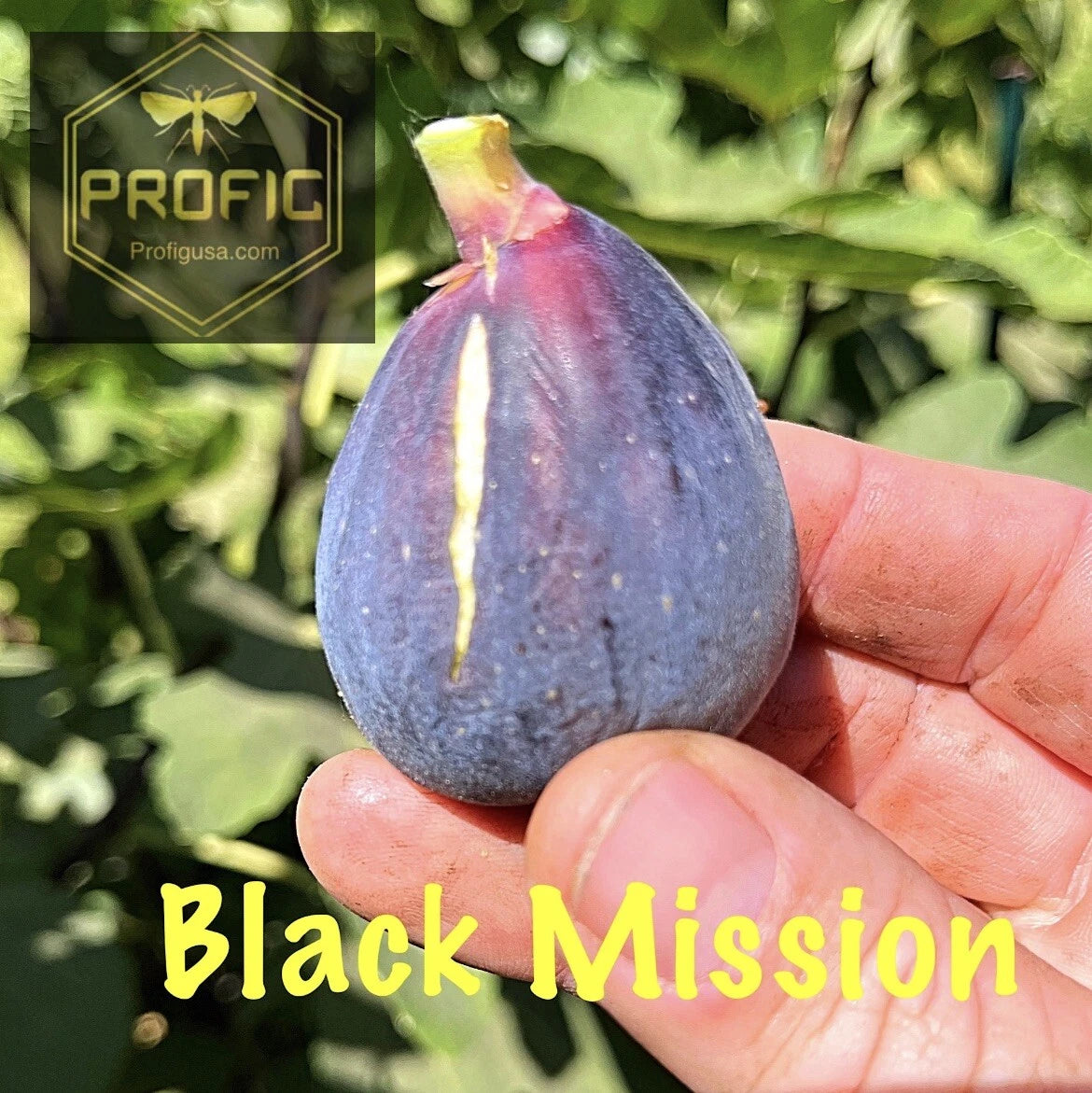 Ficus Fig Tree Plant - Black Mission - Cold Hardy - Organic Fruit Tree - USDA Zones 8-10 - 1 Live Plant