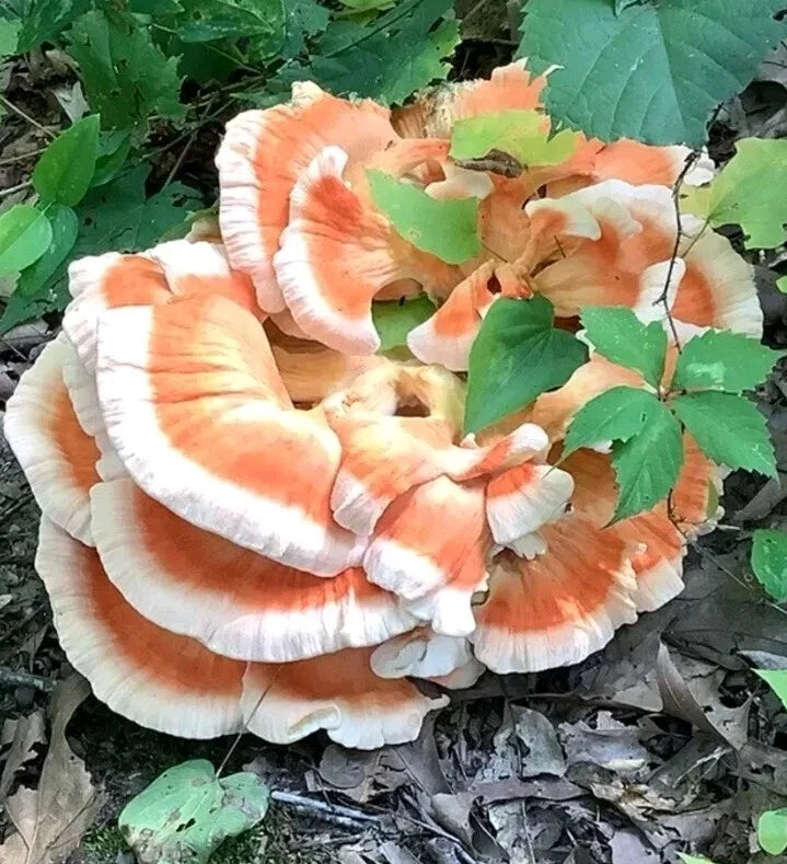 White Chicken of the Woods Liquid Culture 10ml+ - Laetiporus cincinnatus - Gourmet Mushroom Growing Kit - Arkansas Clone