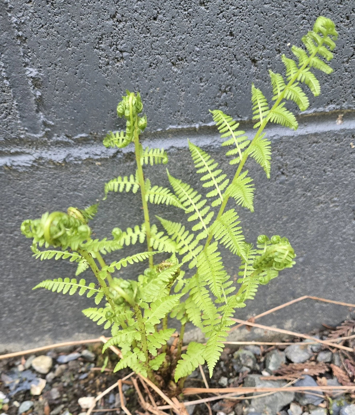Live Bracken Fern Bare Root Plant - Healthy Perennial - Pteridium aquilinum - Grown in PNW, Ideal for Shaded Areas