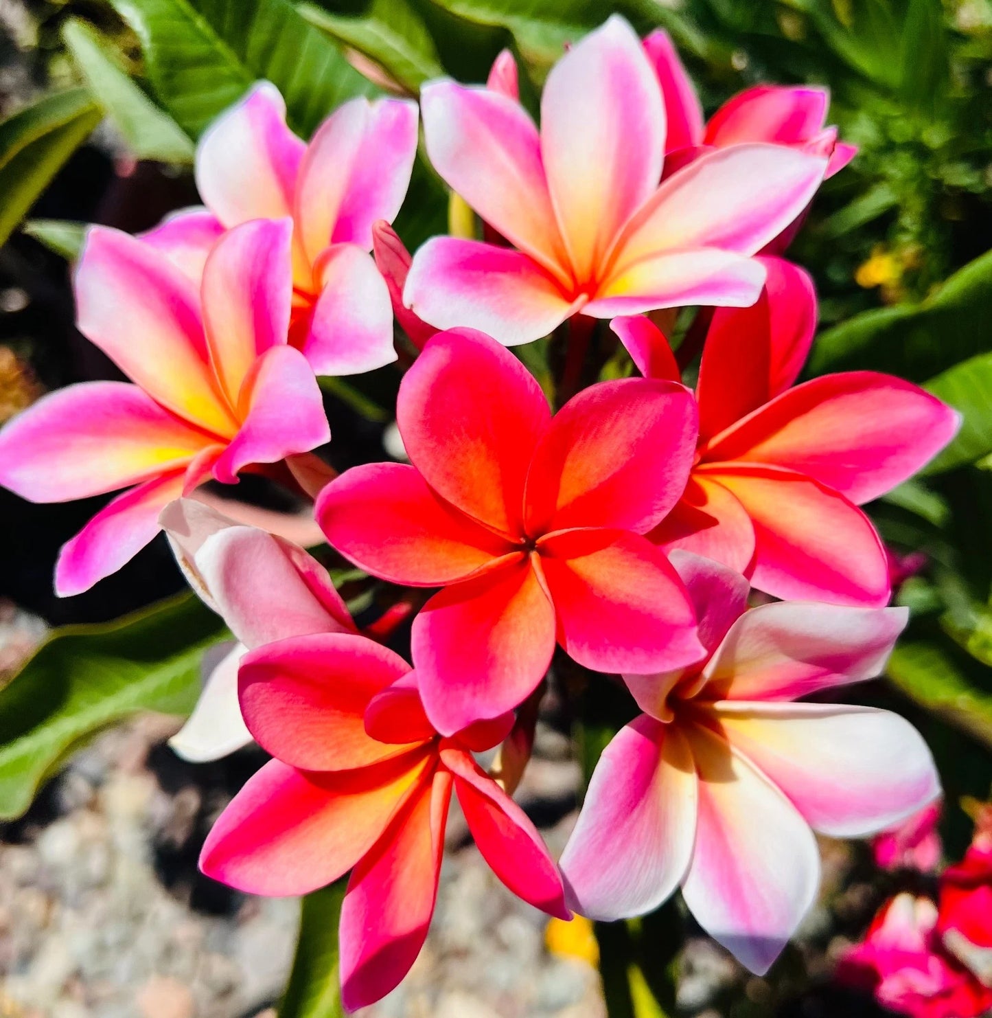 Plumeria Cutting 10-12 Inches Mardi Gras Fresh Cutting with Grow Tips (Plumeria spp.)