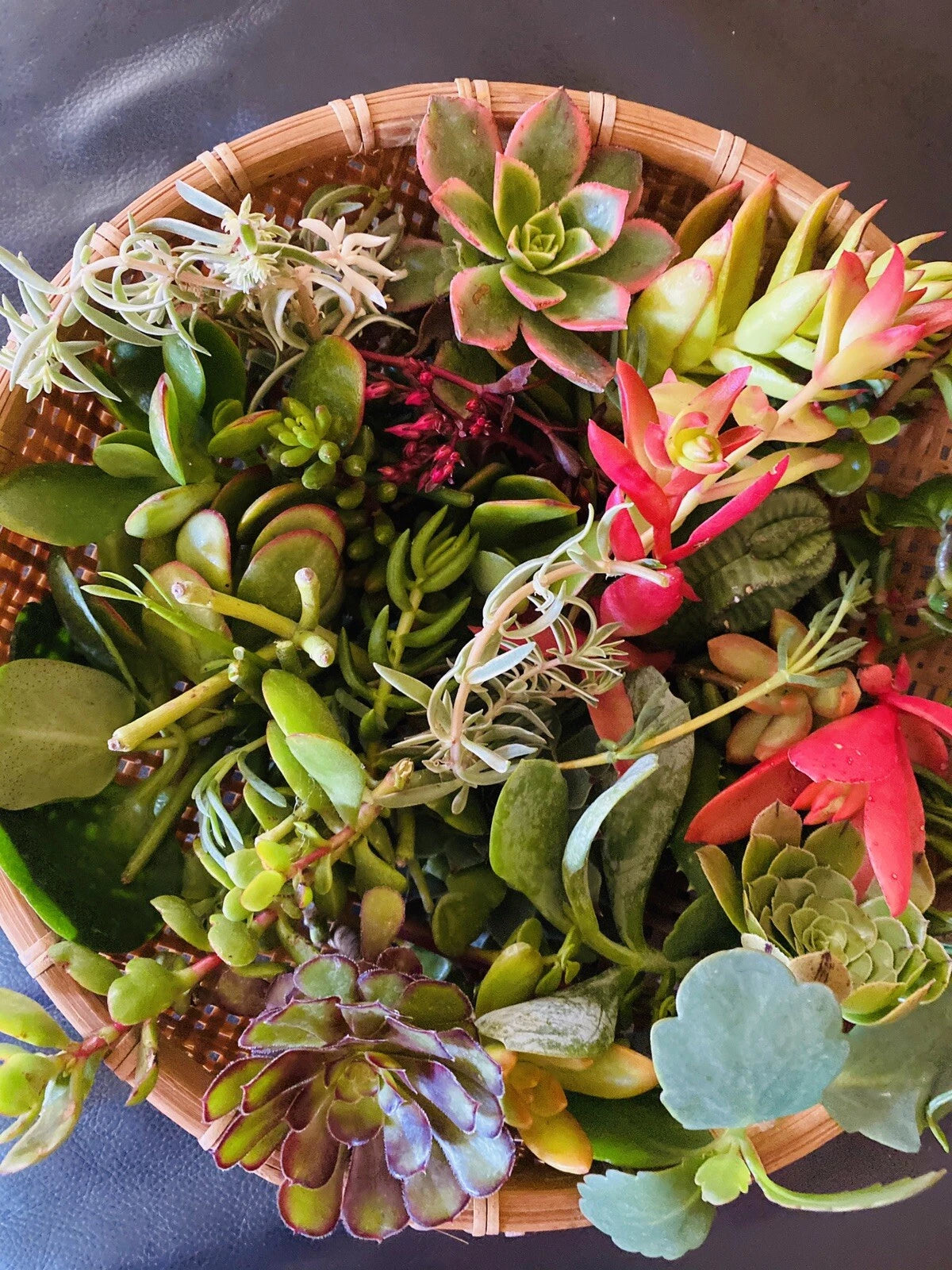 Organic Succulent Cuttings - Assorted 10 Varieties - Freshly Cut - Chemical Free - Perfect for DIY Decor & Gifts