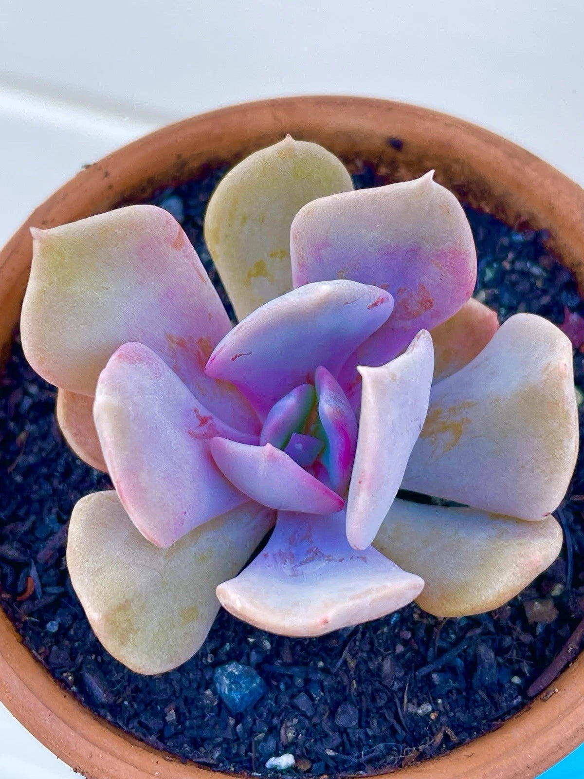 Echeveria Succulent 2-Inch Misty Lilac Rare Live Plant - Easy Care Echeveria 'Misty Lilac' for Decor and Arrangements