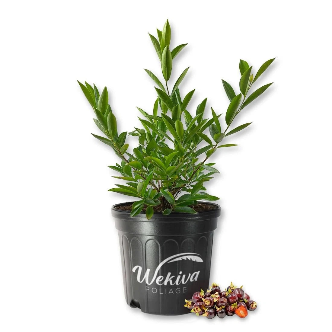 Cherry of the Rio Grande Tree - 3 Gallon Live Plant - Eugenia involucrata - Edible Fruit & Ornamental Foliage for Gardens
