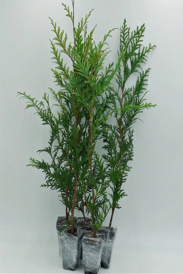 Live Green Giant Arborvitae Tree - 2.5" Pot - Thuja Standishii x Plicata - Fast Growing Privacy Hedge, Deer Resistant Evergreen