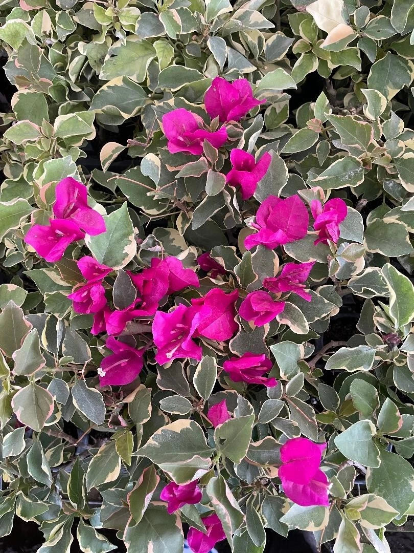 Claret Red Bougainvillea Starter Plant | Variegated Tropical Flowering Plant | Bougainvillea glabra