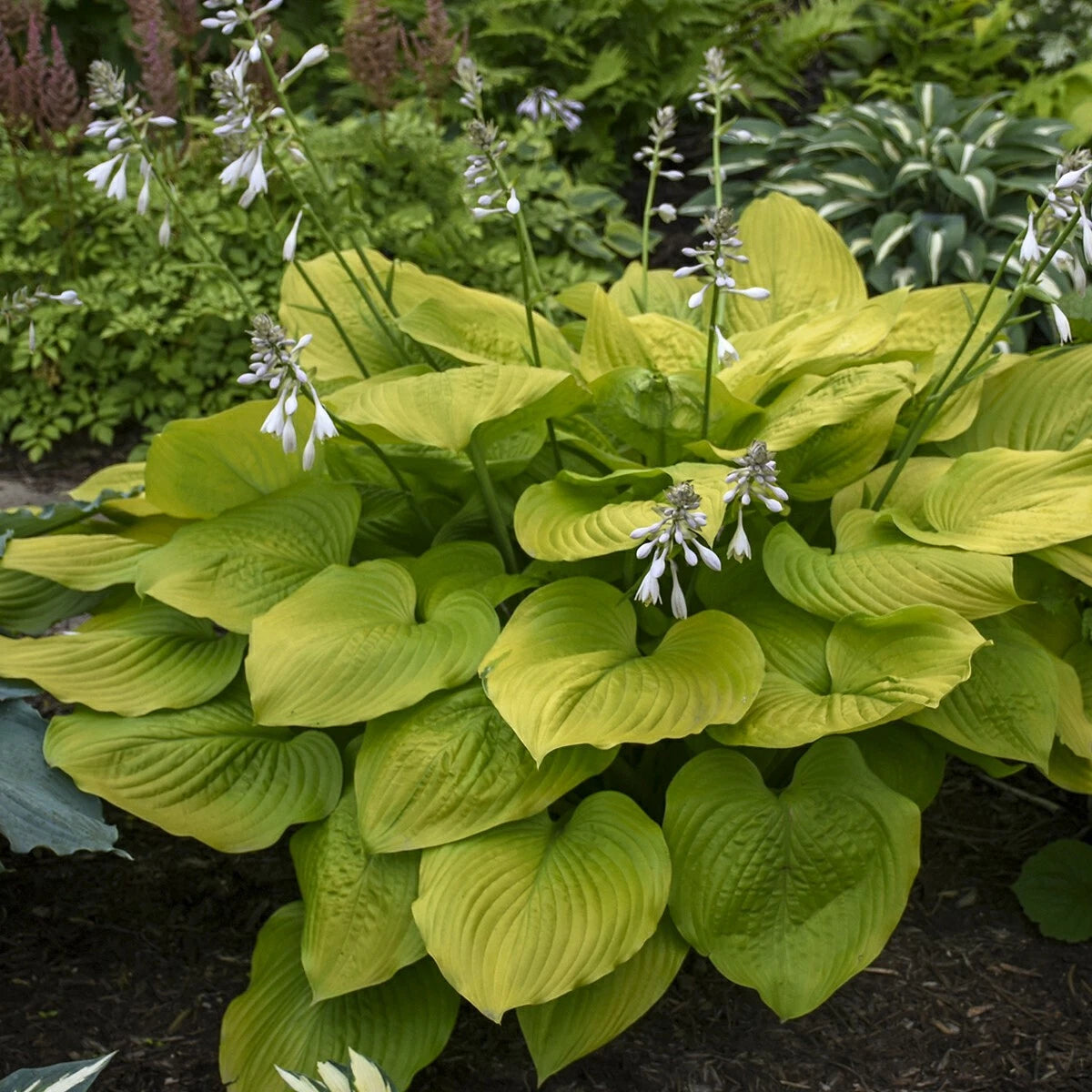 Hosta Perennial Plant 5.25" Pot Age of Gold Golden Yellow Leaves (Hosta spp.) - Ideal for Shade Gardens