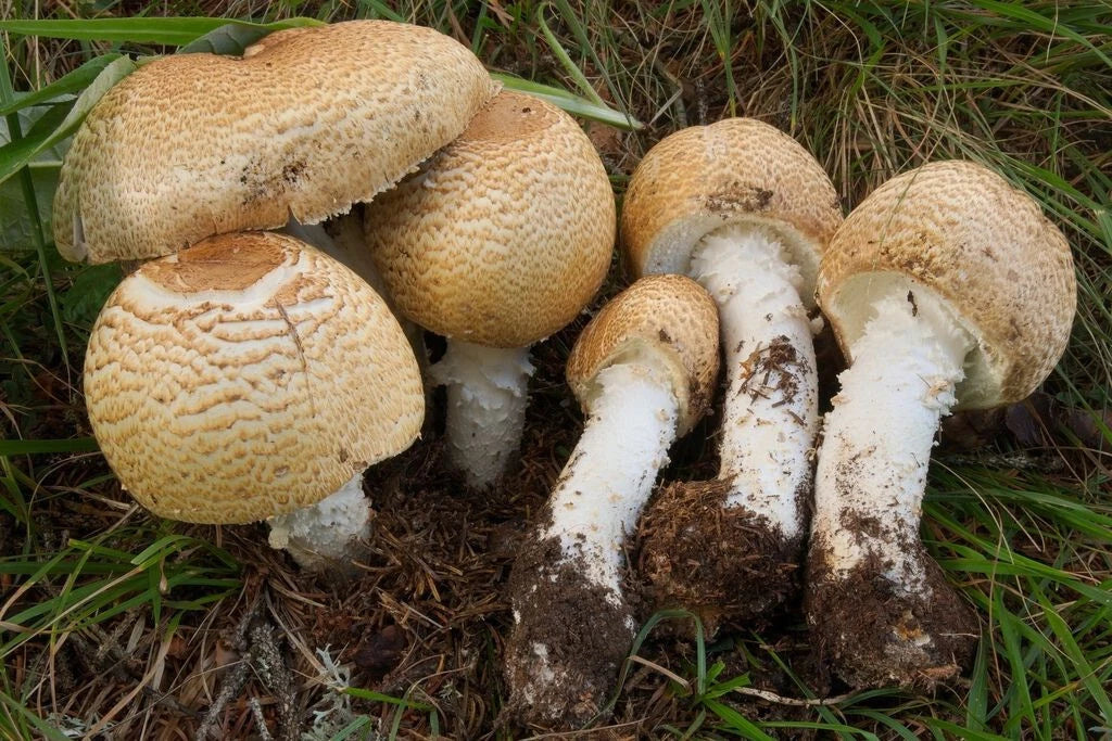 Liquid Culture Syringe 12cc The Prince Mushroom Agaricus augustus Gourmet Edible Mycelium for Cultivation