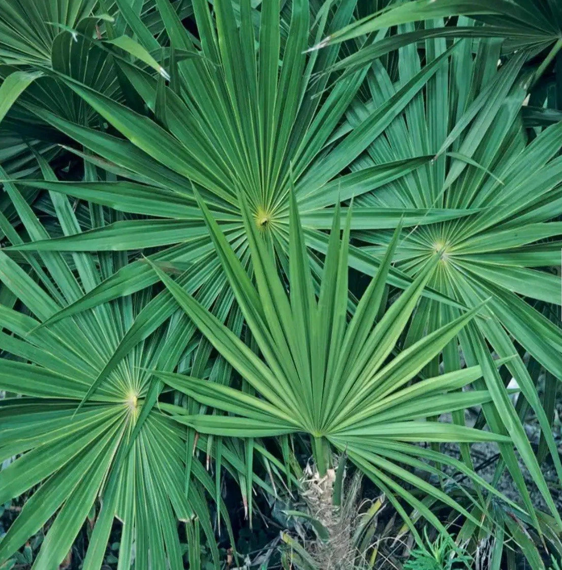 Saw Palmetto Starter Plant - Small Rooted - Medicinal Benefits - Serenoa repens - Healthy and Well-Rooted
