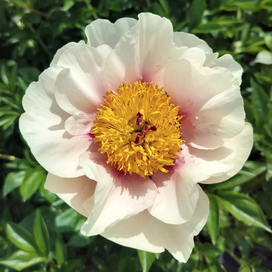 "Folk Art Peony Bare Root, 5-7 Eyes, Blush to Creamy White, Robust Roots, Field Grown, Paeonia Lactiflora"