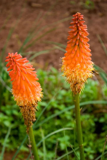 Red Hot Poker Plant Bareroot - Kniphofia - Drought Tolerant, Full Sun, Dramatic Red Flowers, Great Cut Flower, Zones 5-9