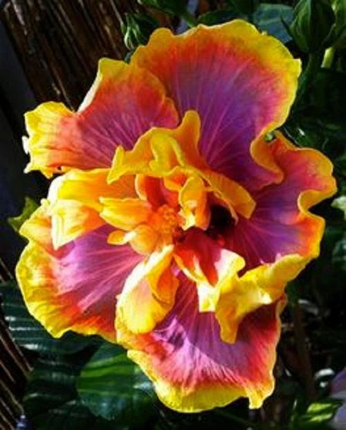 Tropical Hibiscus Starter Plant - Small Gator Magic, Rooted, Bare Root - Hibiscus rosa-sinensis