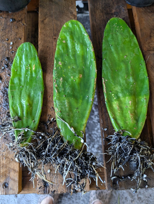 3 Rooted Eastern Prickly Pear Cactus Pads - Opuntia Humifusa - Cold-Hardy Native Cactus with Yellow Blooms