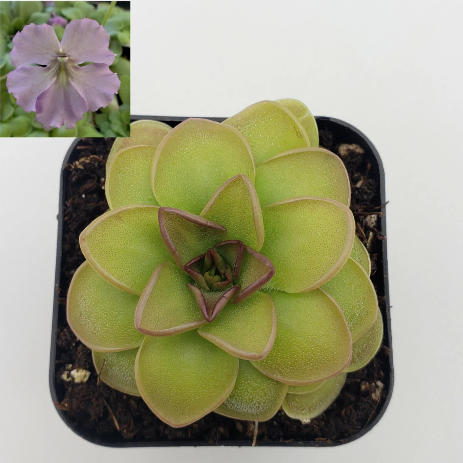 Pinguicula 'Hanka' Carnivorous Plant - Bare Root Butterwort - Insect-Eating Plant - Unique Houseplant - Pinguicula Grandiflora
