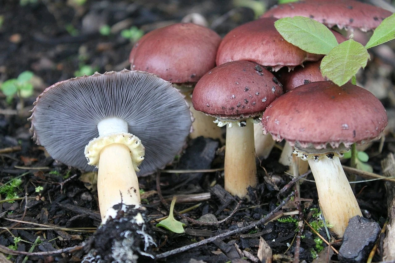 Stropharia Rugoso-Annulata Wine Cap Mushroom Liquid Culture 10cc - Organic Edible Fungi for Indoor/Outdoor Cultivation