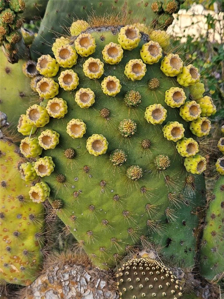 Opuntia Pad Cutting - Very Large with Attached Fruit - Opuntia galapageia var. profusa - Unique Galapagos Specimen