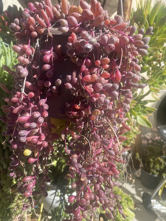 10 Organic Succulent Cuttings - Othonna Capensis "Ruby Necklace" - Healthy Trailing Succulents for Planting and Propagation