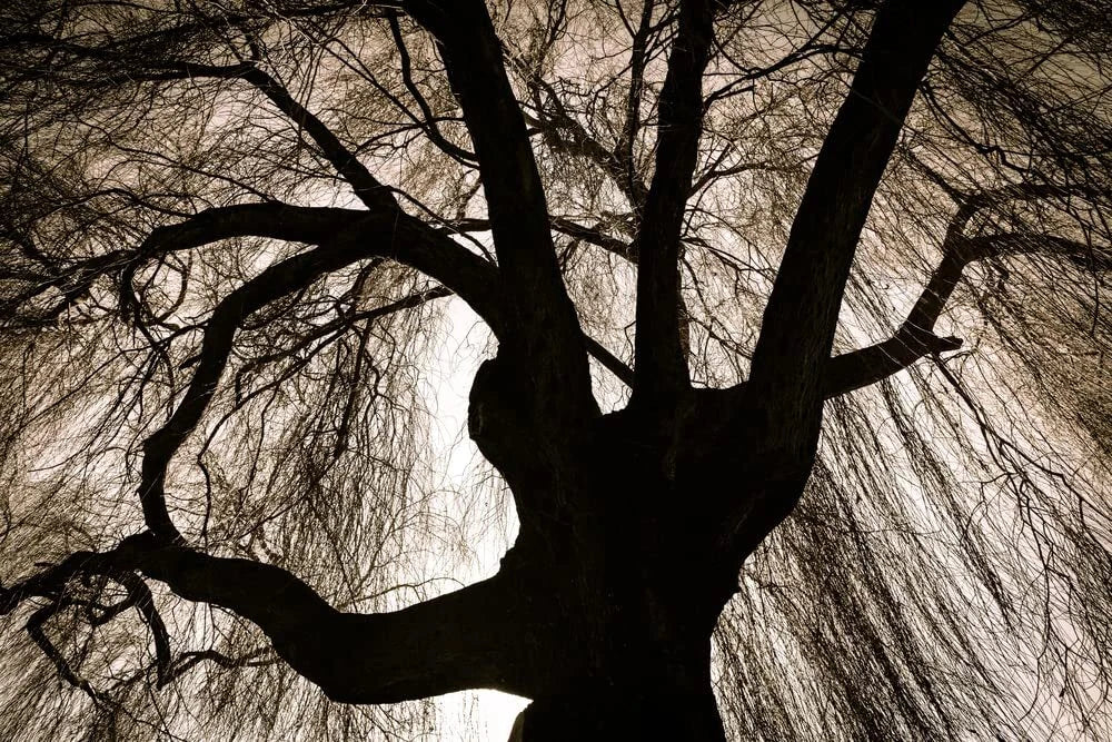 Black Weeping Willow Tree Cuttings (2) - Rare Salix babylonica 'Black' - Easy to Grow for Planting, Suitable for All Zones