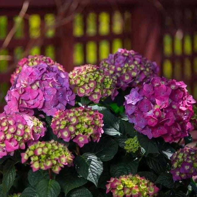 Hydrangea Starter Plugs - Set of 4 Summer Crush Plants - Vibrant Neon Purple & Raspberry Red Blooms - Hydrangea macrophylla