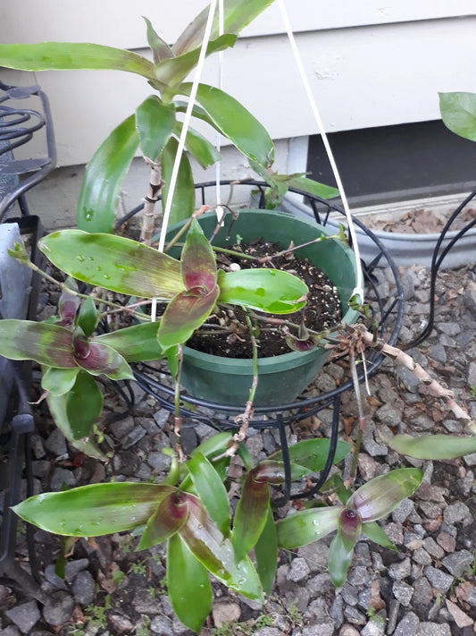 Callisia fragrans Cuttings (5) - Basket Plant, Green and Purple Leaves, Easy to Root, Houseplant Cuttings