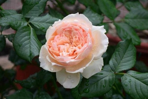 Masora Rose Seedling | Fragrant Apricot | Heat Resistant Shrub | Rosa 'Masora' | Japanese Rose Variety