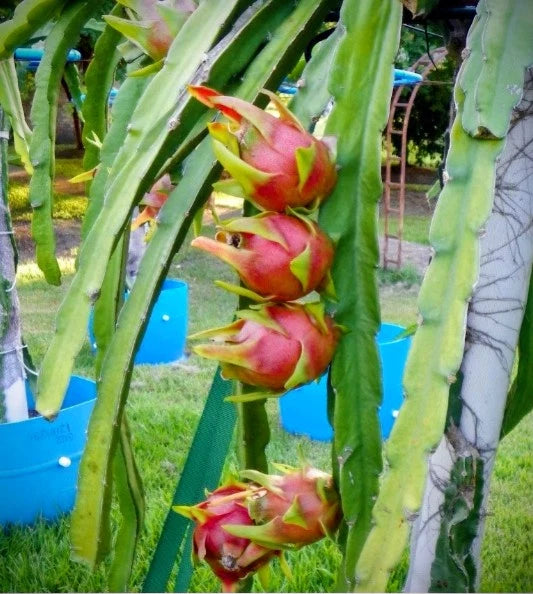 Fresh Dragon Fruit Cuttings - Physical Graffiti - 8" - 12" - Multiple Varieties - Hylocereus undatus (10 Cuttings)
