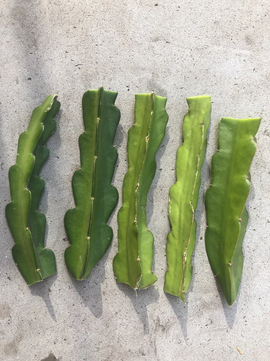 5pcs Red Dragon Fruit Cuttings 6”-8” Sweet RED Pitaya (Hylocereus undatus) Easy to Grow, No Roots, Pink Skin, Dark Pink Flesh