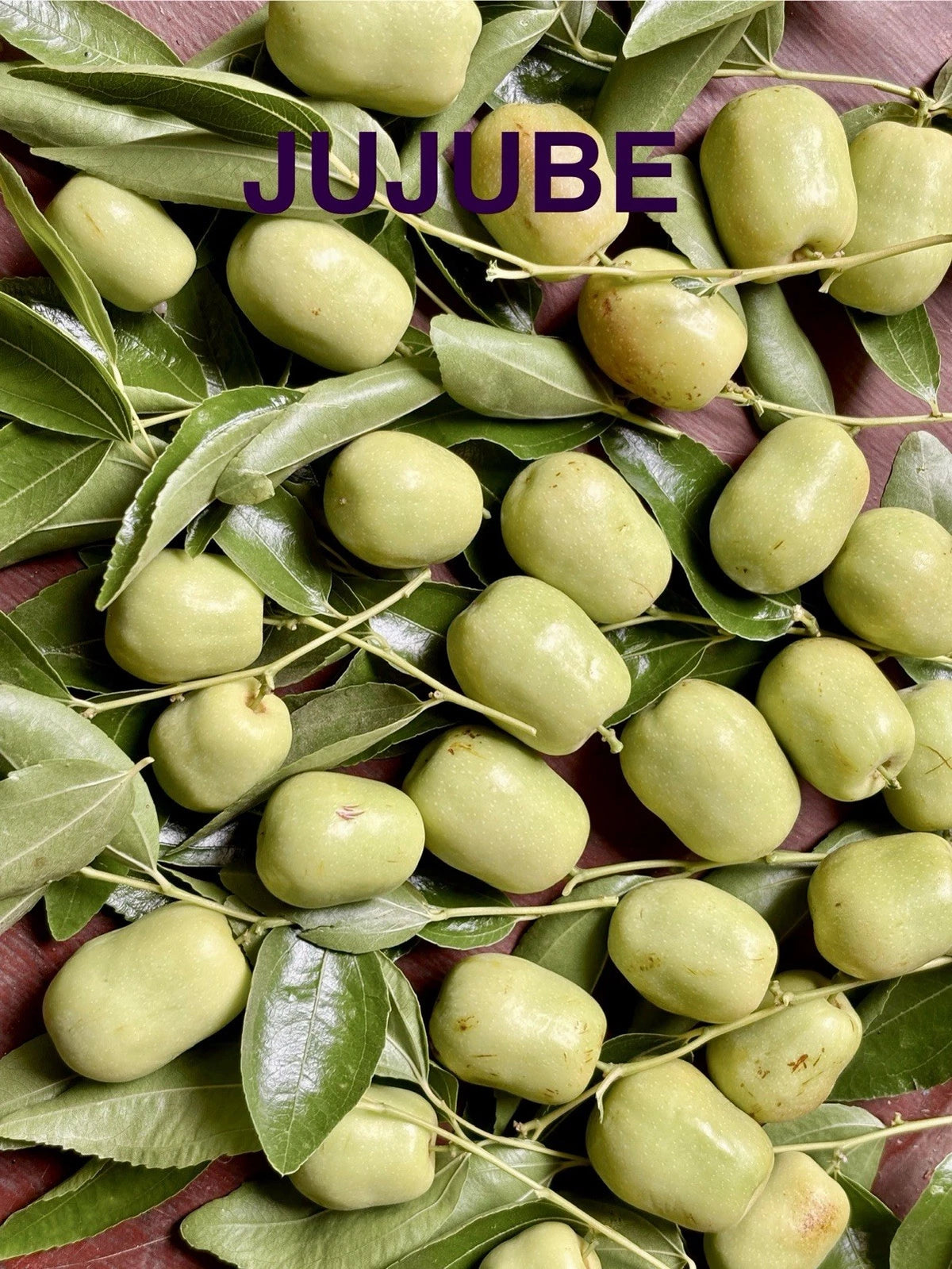 Jujube Tree Cuttings - 3 Rooting/Grafting Cuttings, Sugarcane Variety, Ziziphus for Home Gardening and Orchards