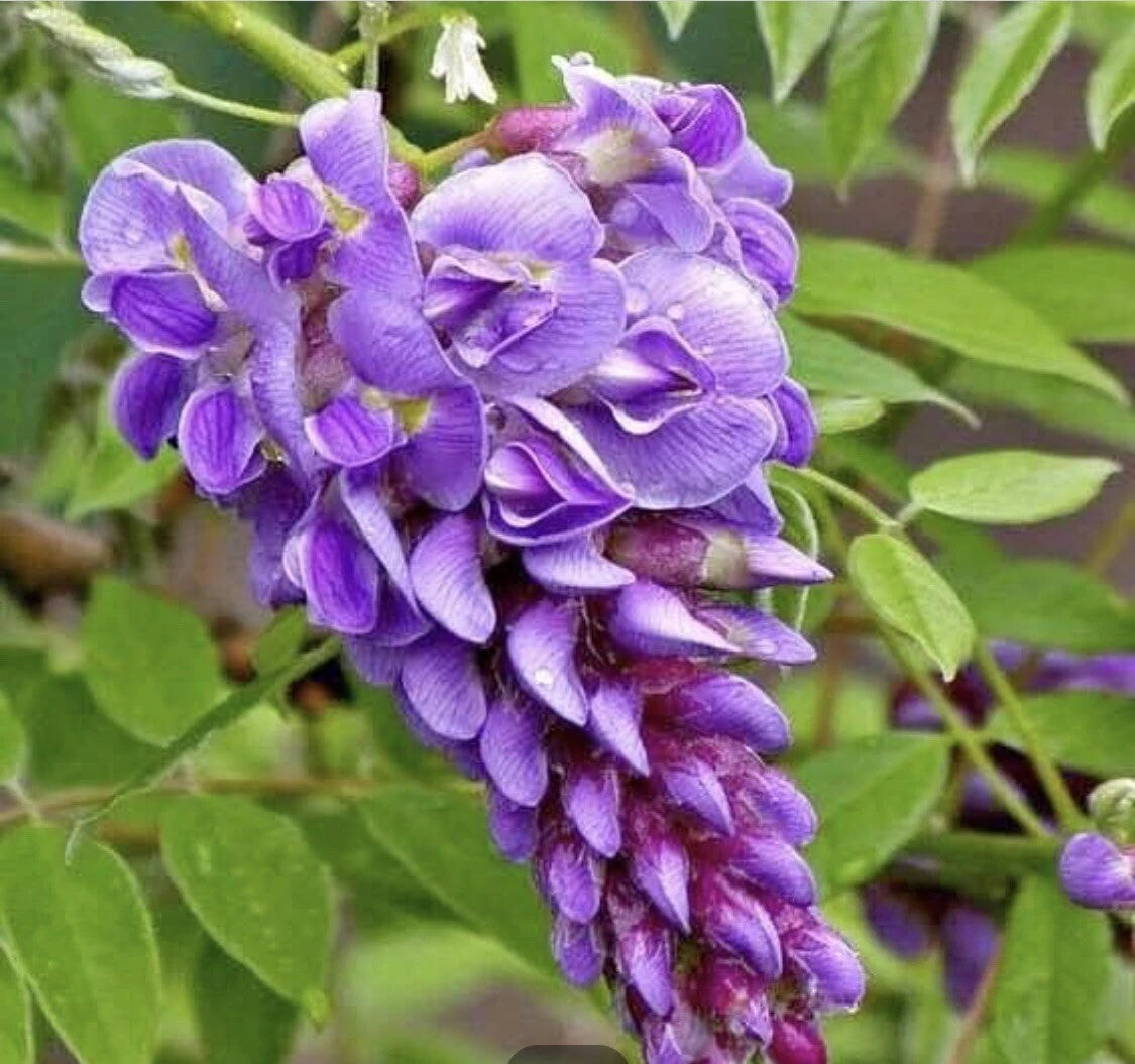 Hardy Purple Wisteria Cuttings (10) - Fast Growing Vine, Wisteria spp., Zones 4-9, Perfect for Beginners