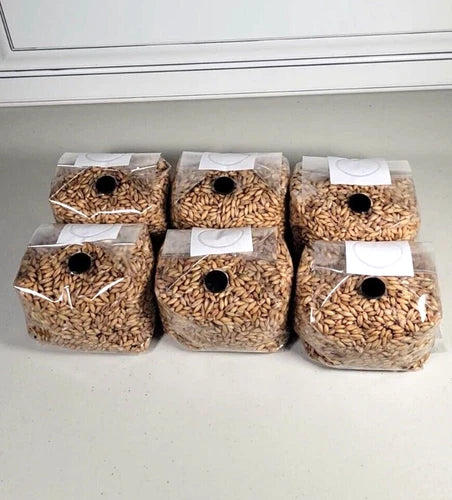 Bulk Mushroom Oat Grain - 6 Pack Sterilized Bags with .2 Micron Filter & Injection Port - Ideal for Fungal Cultivation