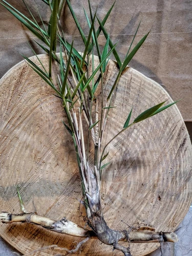 5 Bamboo Rhizome Starters - Arundinaria gigantea Giant Rivercane with Roots - 6 Inch Foliage - NC Homestead Bareroot Plants