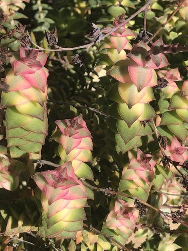 Crassula Cuttings 3-4" Variegated Succulent, Crassula Perforata Variegata - Pale Yellow & Green Leaves with Red Margins