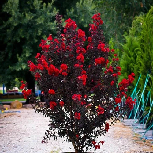 Ruby Thunderstruck Crape Myrtle Starter Plant - Lagerstroemia - Rooted Small Plant for Garden or Container Use