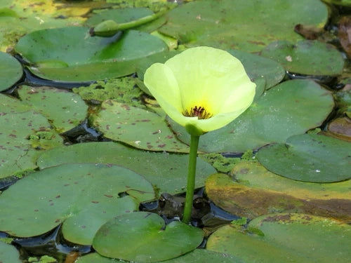 Live Water Poppy Pond Plant - Bareroot Aquatic Marginal Surface Plant for Gardens - Hydrocleys nymphoides